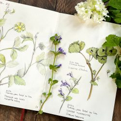 Illustration à l'aquarelle